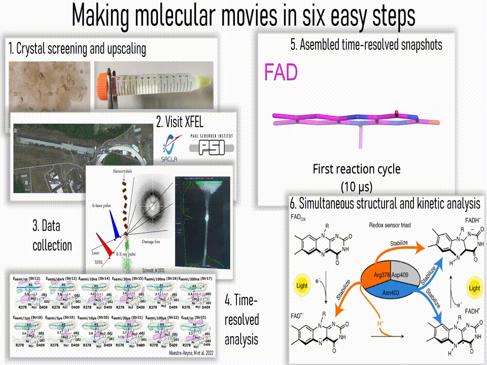 Workflow for making molecular movies